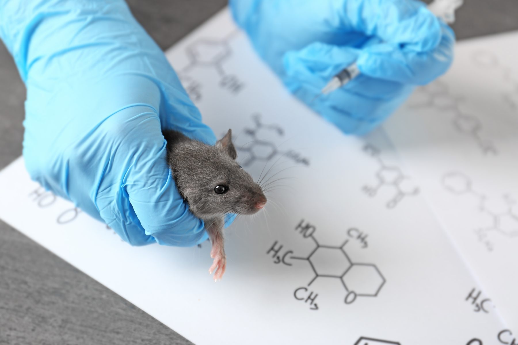 In-vivo study work — gloved hands with laboratory mouse and structural formulae