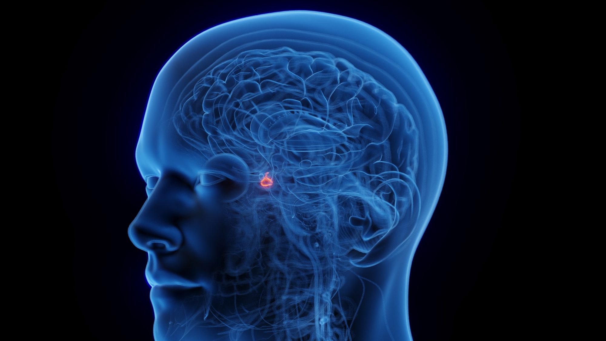 Neuroendocrine pathway visualisation