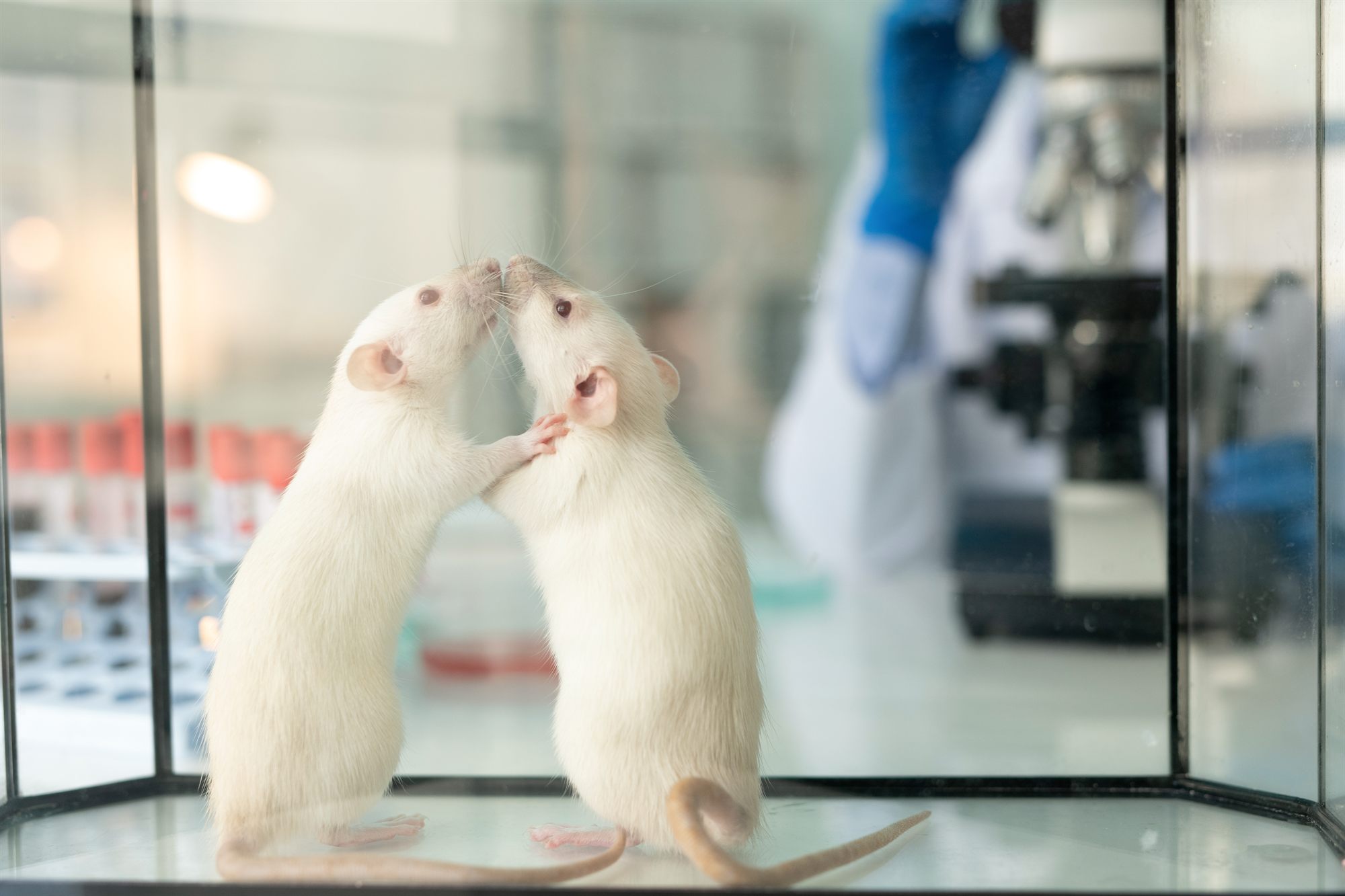 Laboratory rat in vivo toxicology study